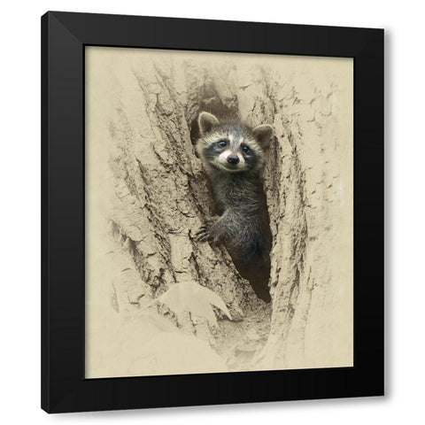 Baby Raccoon Black Modern Wood Framed Art Print with Double Matting by Brown, Jim