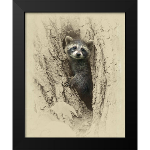 Baby Raccoon Black Modern Wood Framed Art Print by Brown, Jim