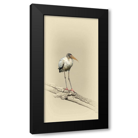 Baby Wood Stork Black Modern Wood Framed Art Print by Brown, Jim