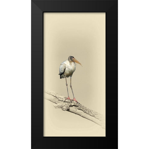 Baby Wood Stork Black Modern Wood Framed Art Print by Brown, Jim