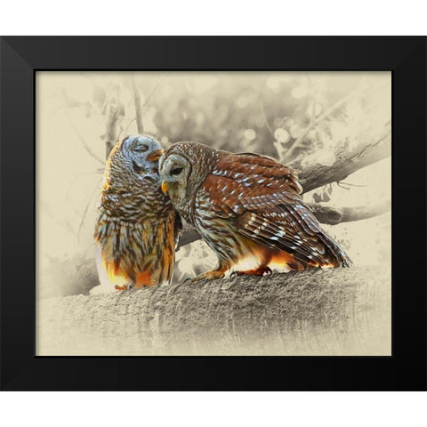 Barred Owls Black Modern Wood Framed Art Print by Brown, Jim