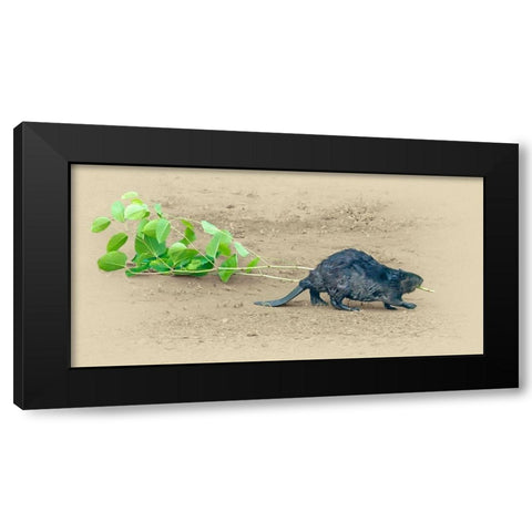 Beaver Black Modern Wood Framed Art Print by Brown, Jim
