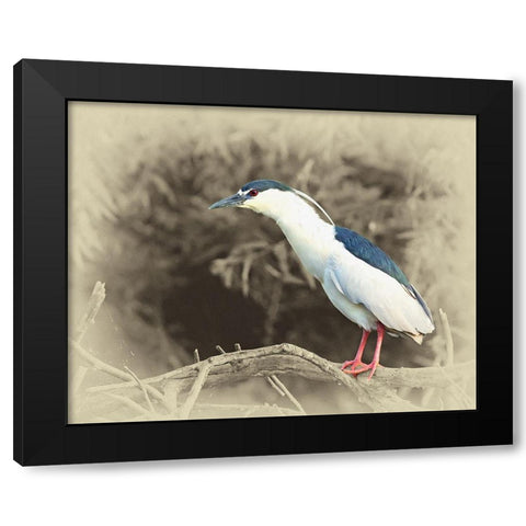 Black Crowned Night Heron Black Modern Wood Framed Art Print with Double Matting by Brown, Jim