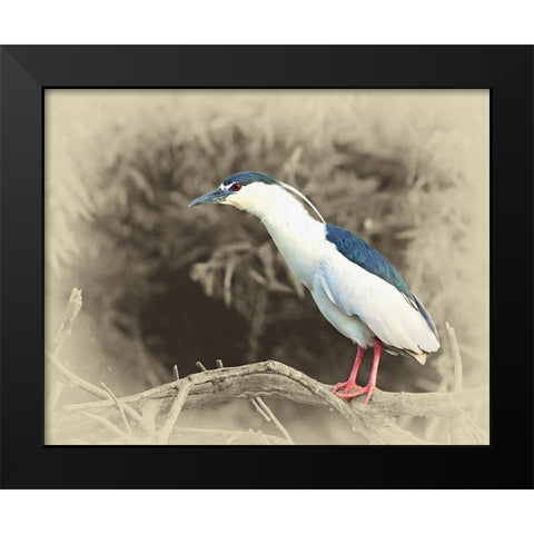 Black Crowned Night Heron Black Modern Wood Framed Art Print by Brown, Jim