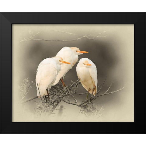 Cattle Egrets Black Modern Wood Framed Art Print by Brown, Jim