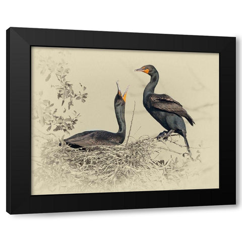 Cormorant Nest Black Modern Wood Framed Art Print with Double Matting by Brown, Jim