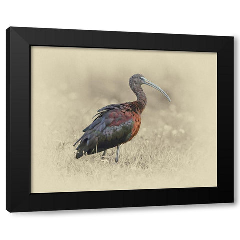 Glossy Ibis 1 Black Modern Wood Framed Art Print by Brown, Jim