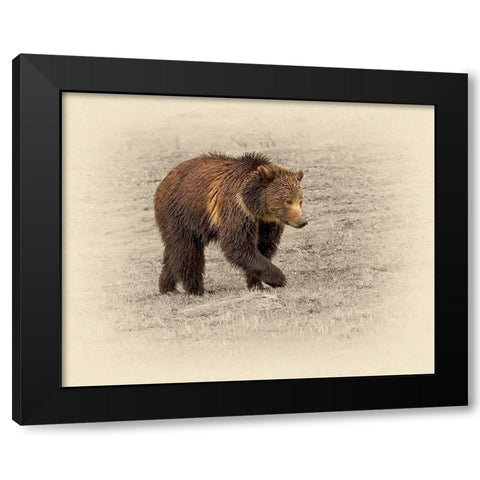 Grizzly 2 Black Modern Wood Framed Art Print with Double Matting by Brown, Jim