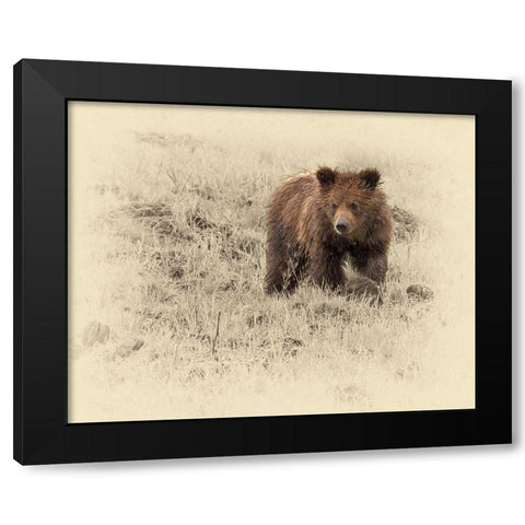 Grizzly Cub 1 Black Modern Wood Framed Art Print with Double Matting by Brown, Jim