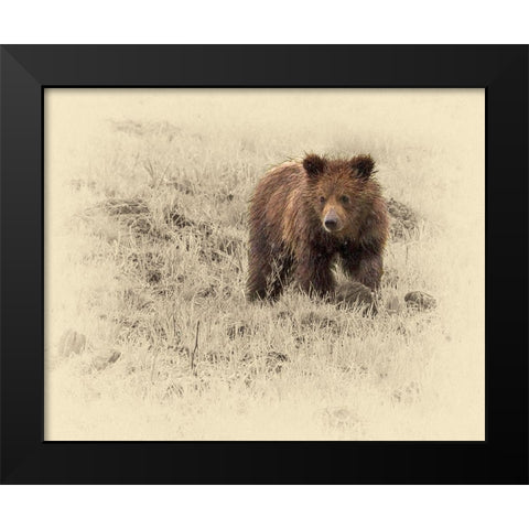 Grizzly Cub 1 Black Modern Wood Framed Art Print by Brown, Jim