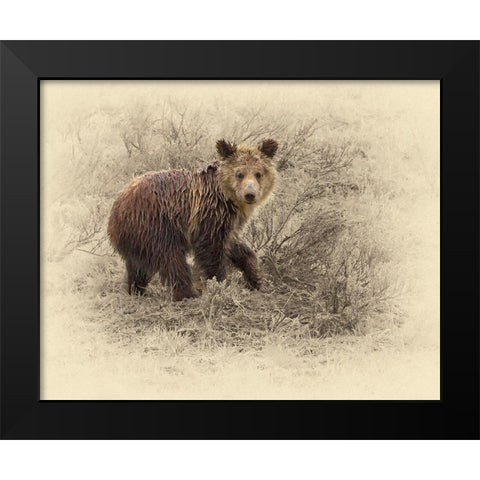 Grizzly Cub 2 Black Modern Wood Framed Art Print by Brown, Jim