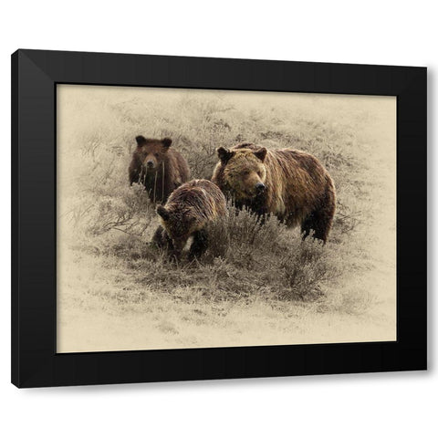 Grizzly Family Black Modern Wood Framed Art Print with Double Matting by Brown, Jim