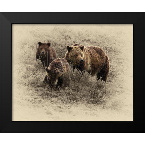 Grizzly Family Black Modern Wood Framed Art Print by Brown, Jim