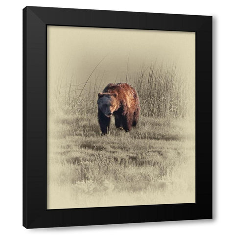 Grizzly Black Modern Wood Framed Art Print with Double Matting by Brown, Jim