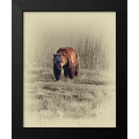 Grizzly Black Modern Wood Framed Art Print by Brown, Jim