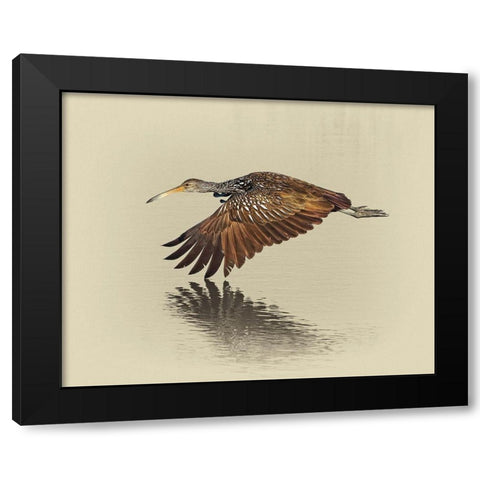 Limpkin Black Modern Wood Framed Art Print by Brown, Jim