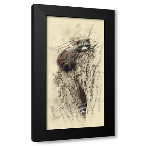 Mom And Baby Raccoon Black Modern Wood Framed Art Print by Brown, Jim