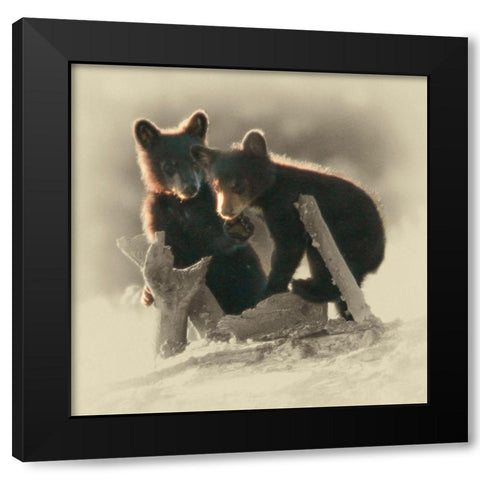 Morning Playtime Black Modern Wood Framed Art Print with Double Matting by Brown, Jim