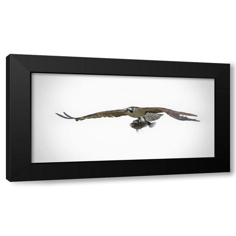 Osprey With Lunch Black Modern Wood Framed Art Print with Double Matting by Brown, Jim