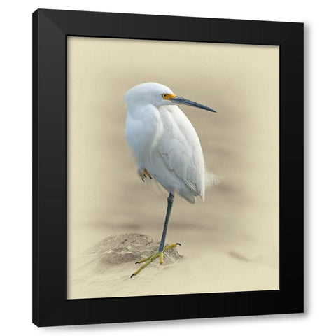 Snowy Egret Black Modern Wood Framed Art Print by Brown, Jim
