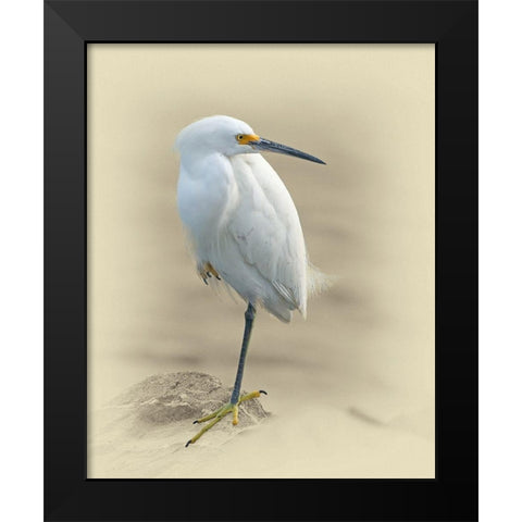 Snowy Egret Black Modern Wood Framed Art Print by Brown, Jim
