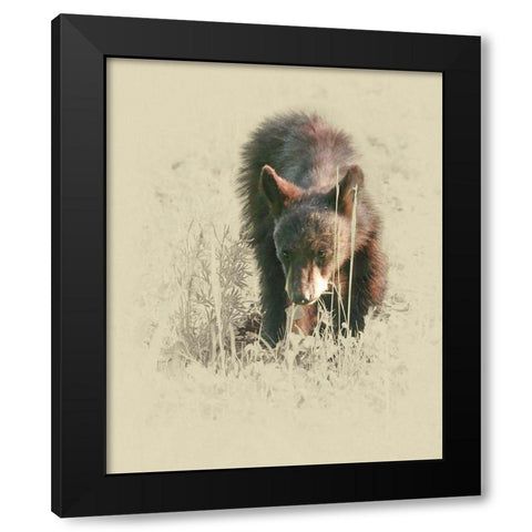 Young Black Bear Black Modern Wood Framed Art Print with Double Matting by Brown, Jim