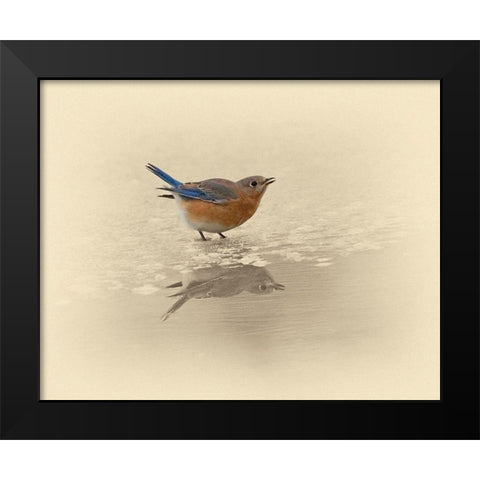 Blue Bird On Ice Black Modern Wood Framed Art Print by Brown, Jim