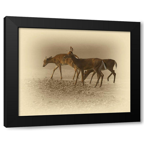 Early Morning Black Modern Wood Framed Art Print with Double Matting by Brown, Jim