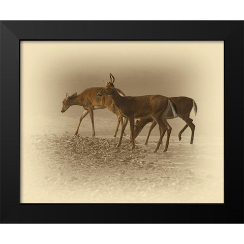 Early Morning Black Modern Wood Framed Art Print by Brown, Jim