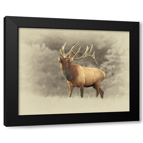 Bull Elk II Black Modern Wood Framed Art Print by Brown, Jim