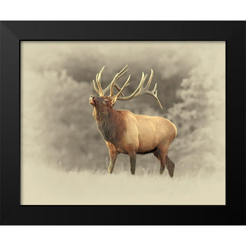 Bull Elk II Black Modern Wood Framed Art Print by Brown, Jim