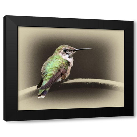 Female Ruby Throated Hummingbird Black Modern Wood Framed Art Print with Double Matting by Brown, Jim