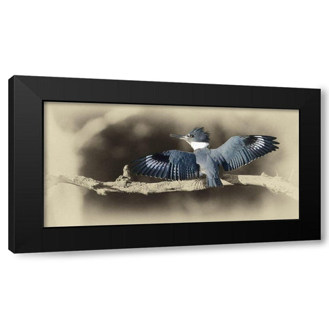 Kingfisher II Black Modern Wood Framed Art Print by Brown, Jim