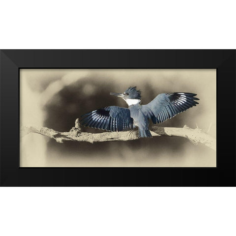 Kingfisher II Black Modern Wood Framed Art Print by Brown, Jim