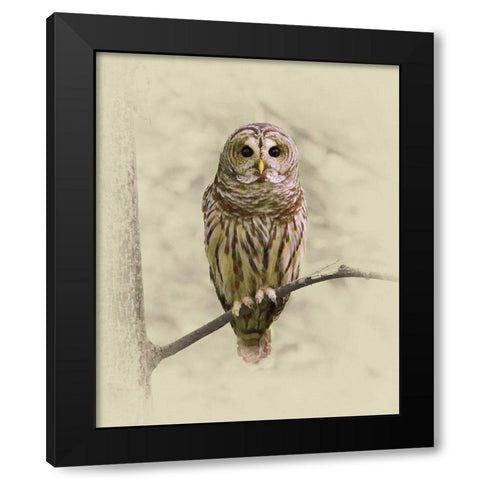 Barred Owl 1 Black Modern Wood Framed Art Print with Double Matting by Brown, Jim