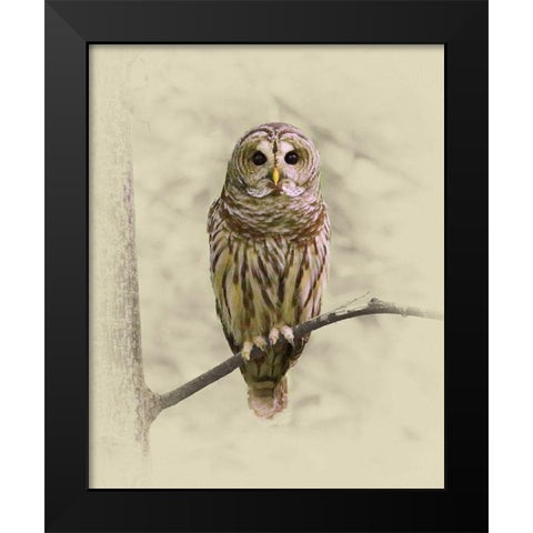 Barred Owl 1 Black Modern Wood Framed Art Print by Brown, Jim