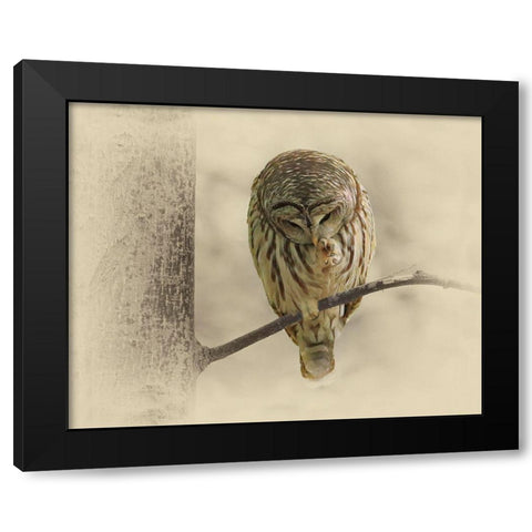 Barred Owl 2 Black Modern Wood Framed Art Print with Double Matting by Brown, Jim