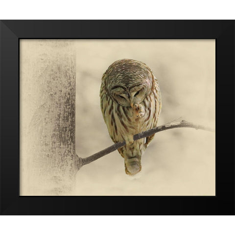 Barred Owl 2 Black Modern Wood Framed Art Print by Brown, Jim
