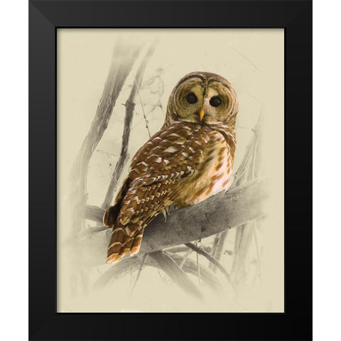 Barred Owl 3 Black Modern Wood Framed Art Print by Brown, Jim