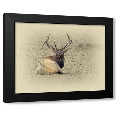 Bull Elk At Rest Black Modern Wood Framed Art Print by Brown, Jim