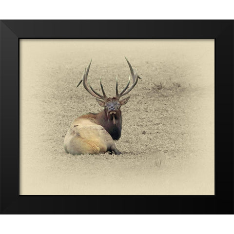 Bull Elk At Rest Black Modern Wood Framed Art Print by Brown, Jim