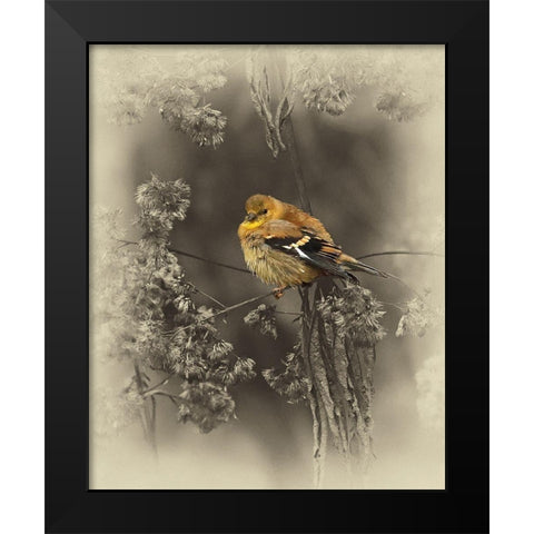 Gold Fiinch Black Modern Wood Framed Art Print by Brown, Jim