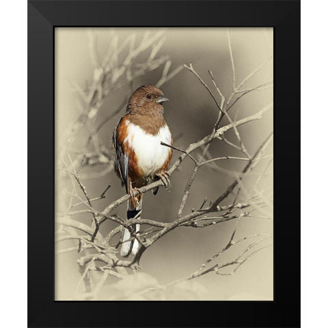 Eastern Towhee Female Black Modern Wood Framed Art Print by Brown, Jim