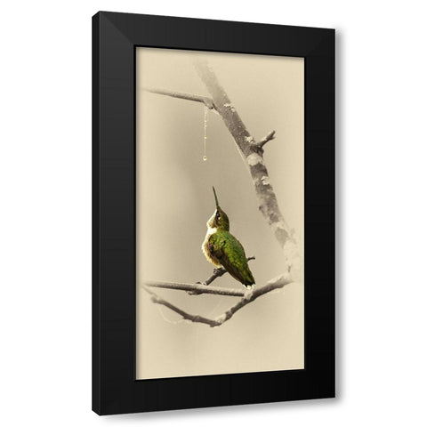Hummingbird With Dew Drop Black Modern Wood Framed Art Print with Double Matting by Brown, Jim