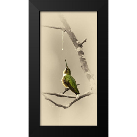 Hummingbird With Dew Drop Black Modern Wood Framed Art Print by Brown, Jim