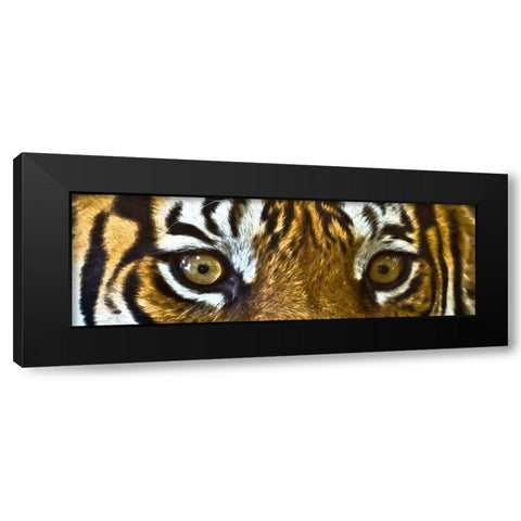 Tiger Eyes Black Modern Wood Framed Art Print by Bolokofsky, Ronald