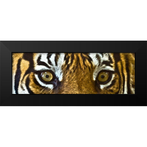 Tiger Eyes Black Modern Wood Framed Art Print by Bolokofsky, Ronald