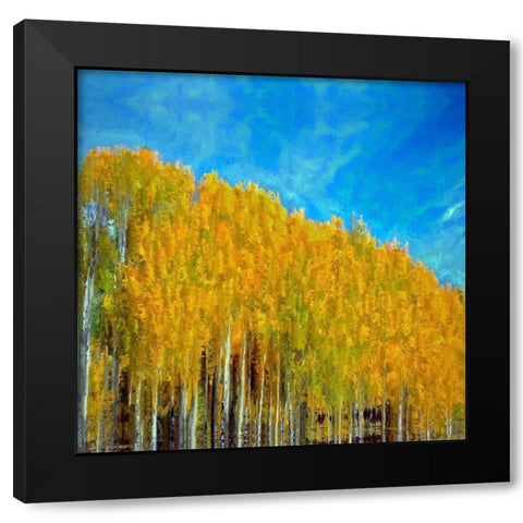 Aspens In Autumn  Black Modern Wood Framed Art Print by Bolokofsky, Ronald