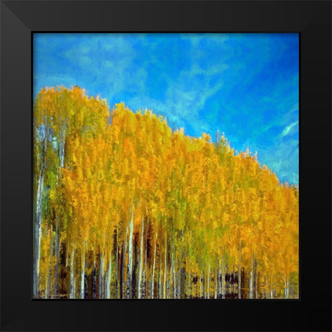Aspens In Autumn  Black Modern Wood Framed Art Print by Bolokofsky, Ronald