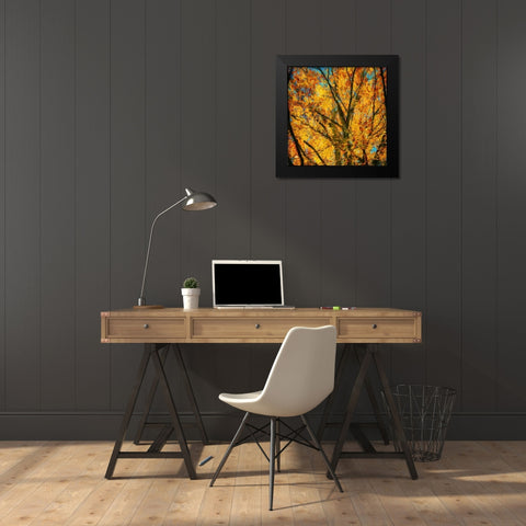 Autumn Leaves II Black Modern Wood Framed Art Print by Bolokofsky, Ronald
